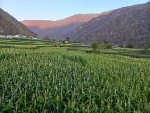 मकै खेतीकाे हरियाली